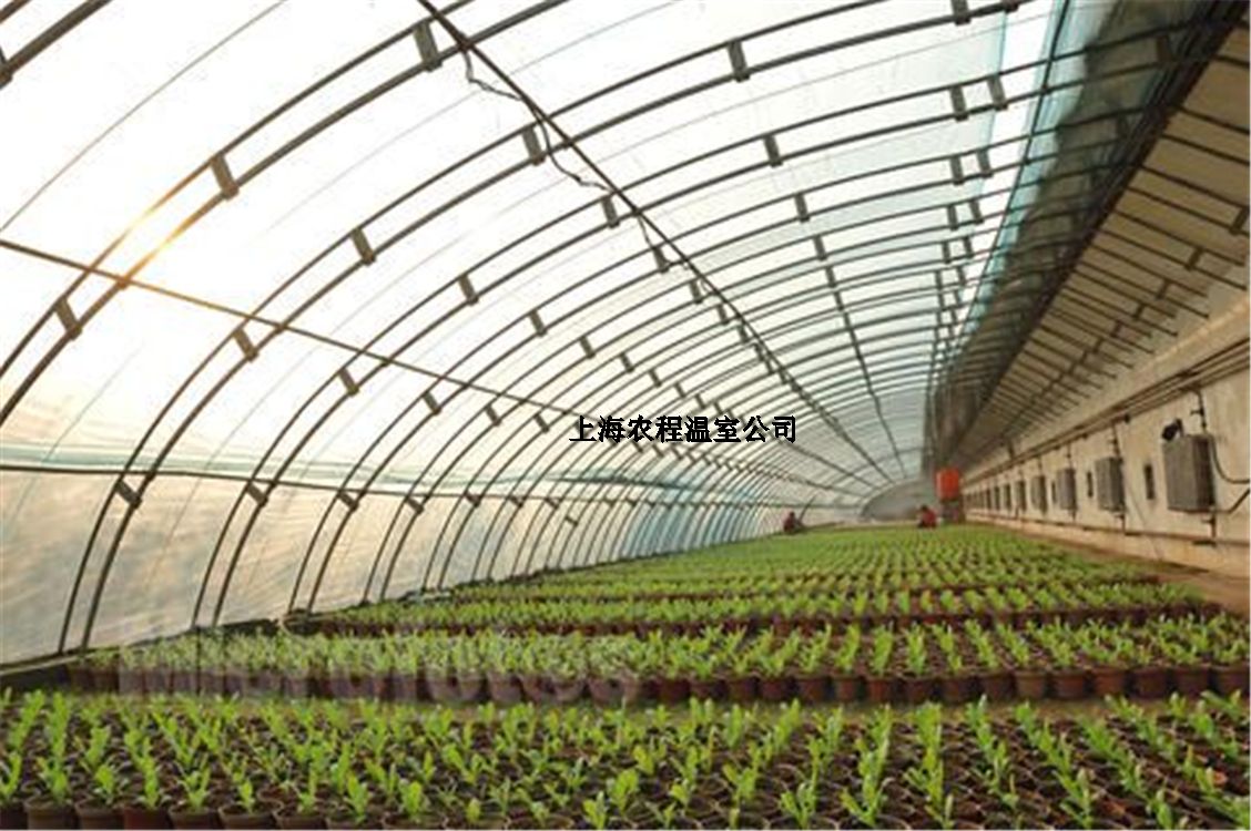 上海麻豆AⅤ精品无码一区二区